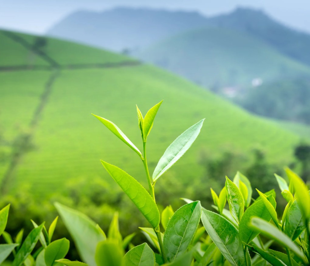 Green Leaf Mountains