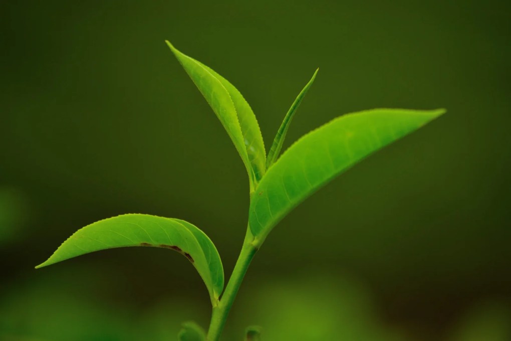 Green Leaf Mountains